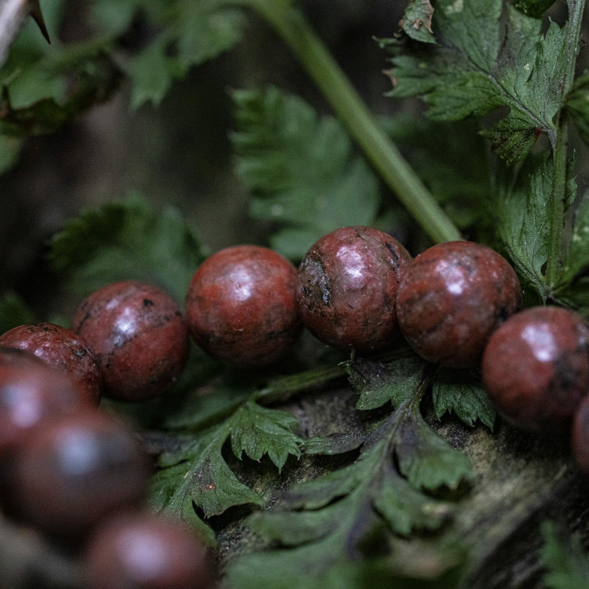 Verweerde Red Sesame Jasper Kralen Armband